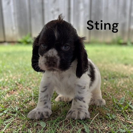 puppy, for, sale, Cocker Spaniel, Joe & Cherri  Overlease, dog, breeder, Miller, MO, dog-breeder, puppy-for-sale, forsale, nearby, find, puppyfind, locator, puppylocator, aca